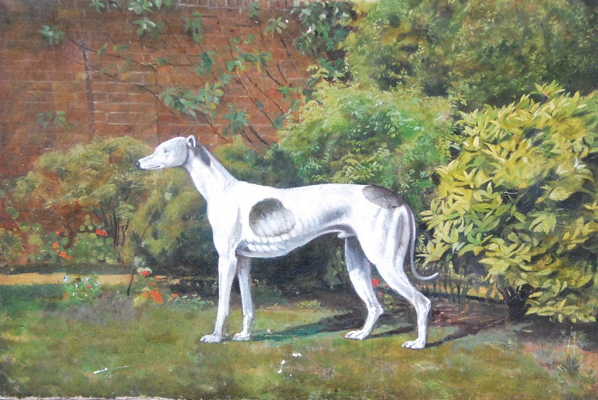 Greyhound Whippet, English School 19th Century-photo-5