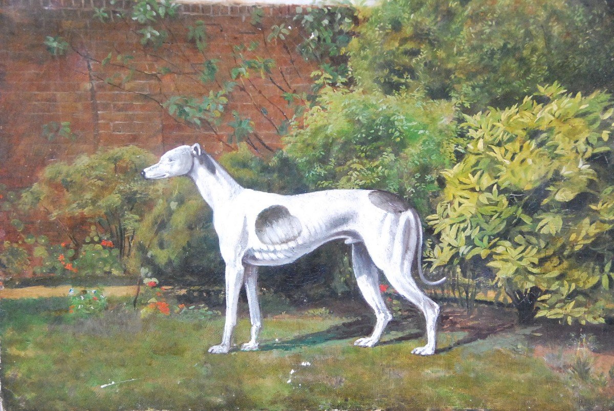 Greyhound Whippet, English School 19th Century