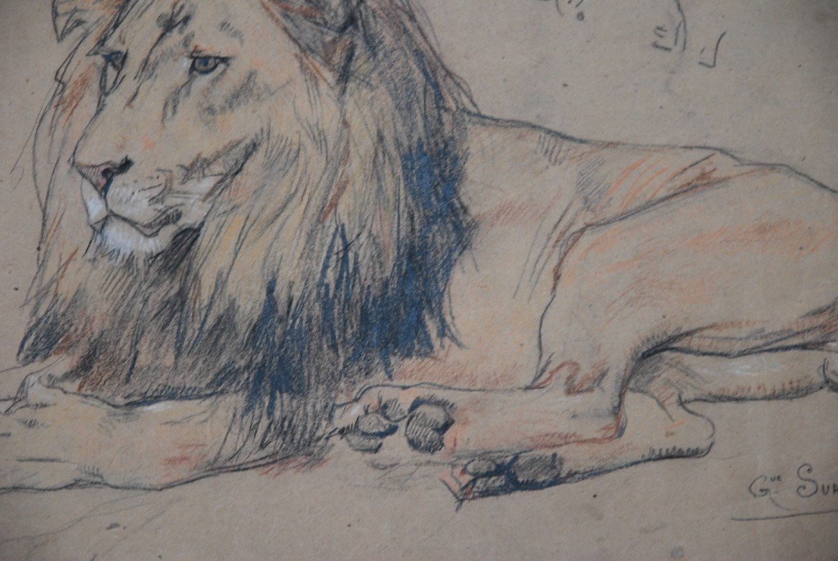 Lion, Drawing By Gustave Surand-photo-4