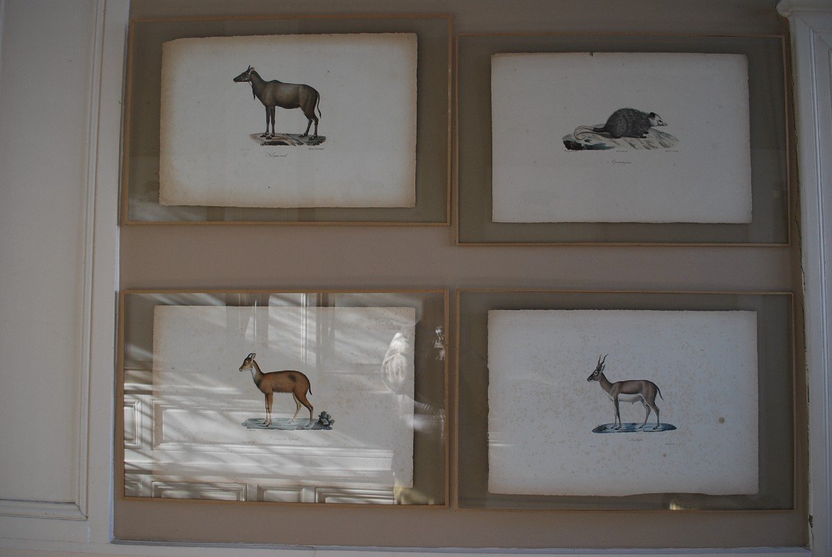 Suite De 16 Gravures Animaux Encadrées  XIX-photo-2