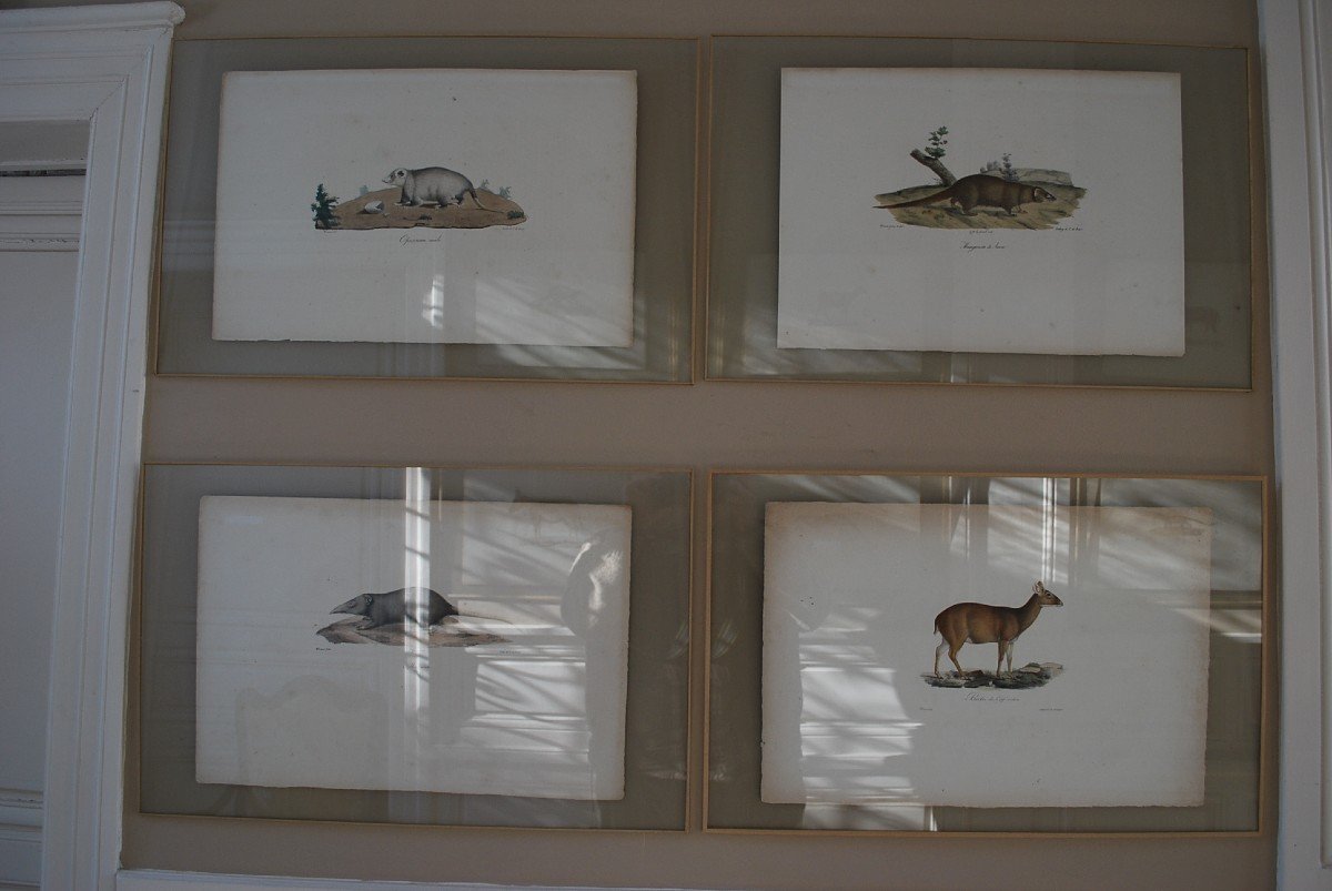 Suite Of 16 Framed Animal Engravings XIX-photo-3