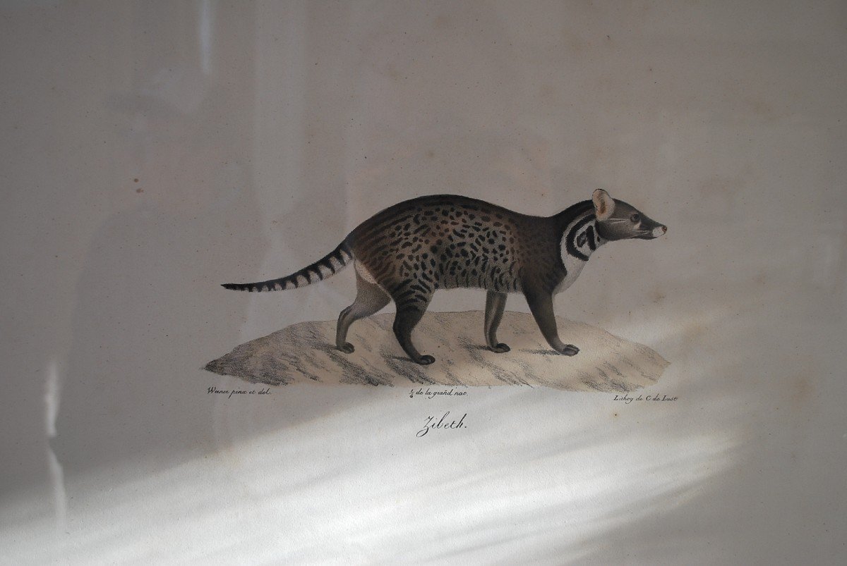 Suite De 16 Gravures Animaux Encadrées  XIX-photo-1