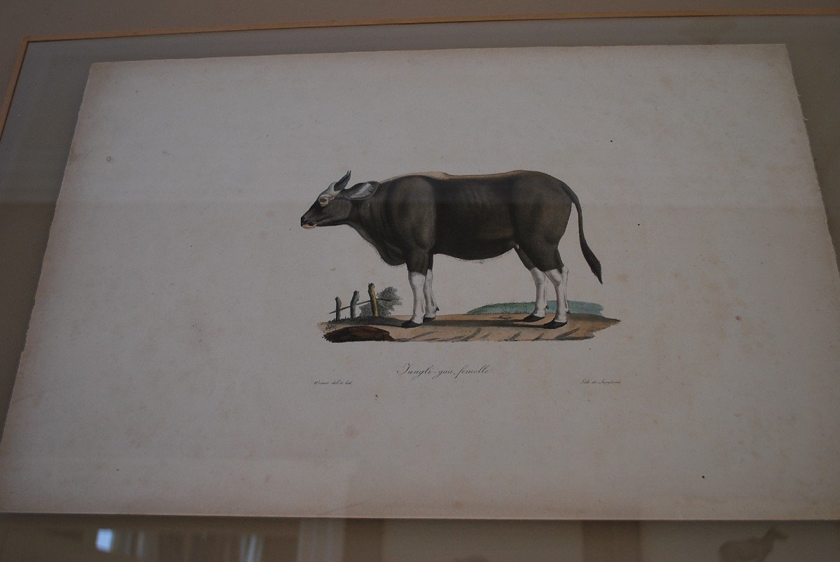 Suite De 16 Gravures Animaux Encadrées  XIX-photo-2