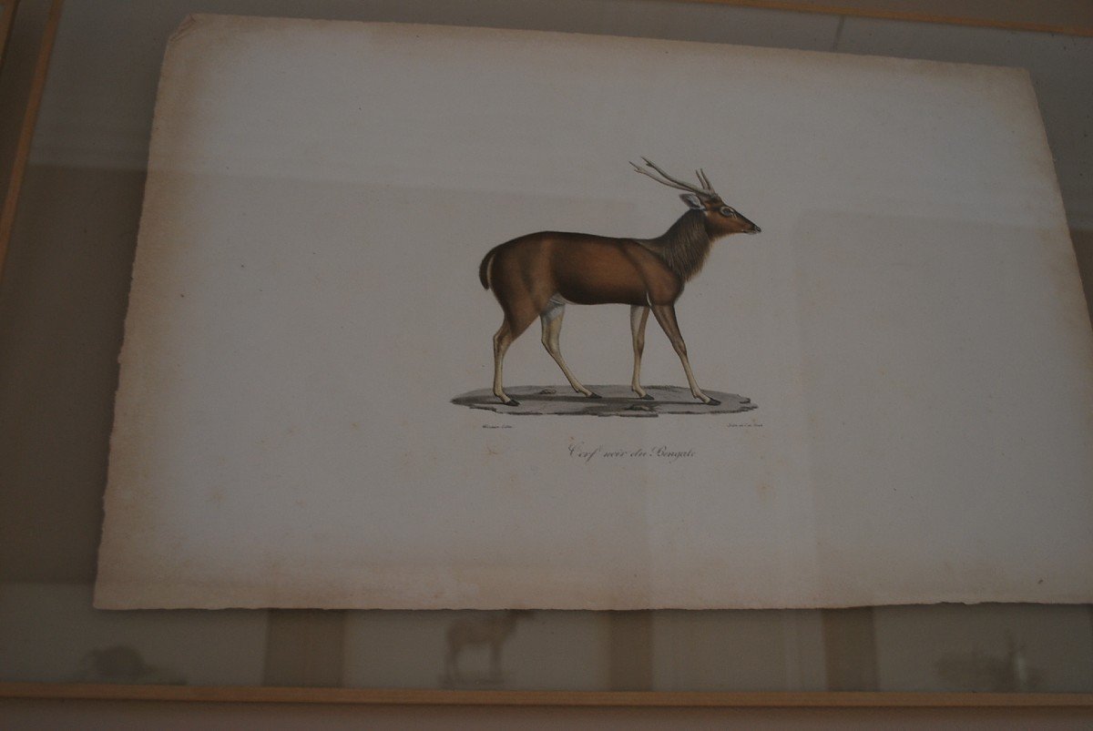 Suite De 16 Gravures Animaux Encadrées  XIX-photo-3