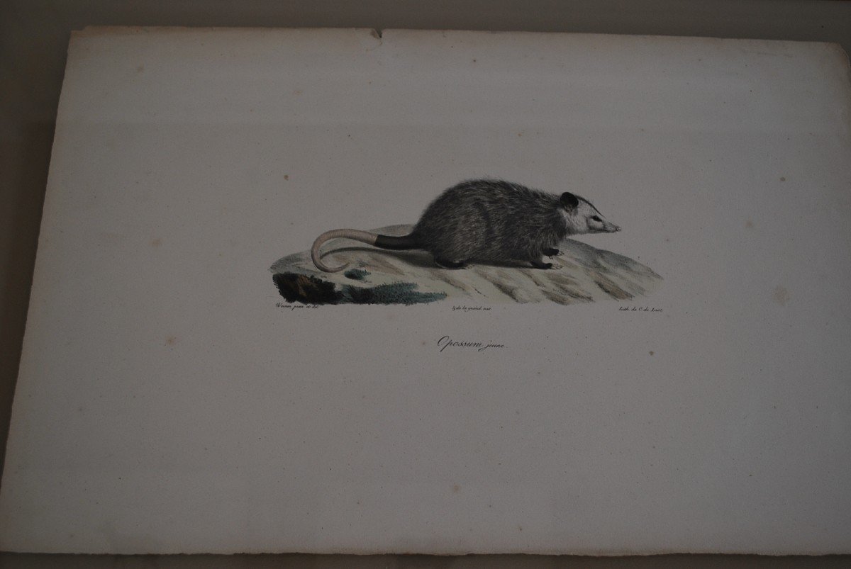 Suite De 16 Gravures Animaux Encadrées  XIX-photo-4