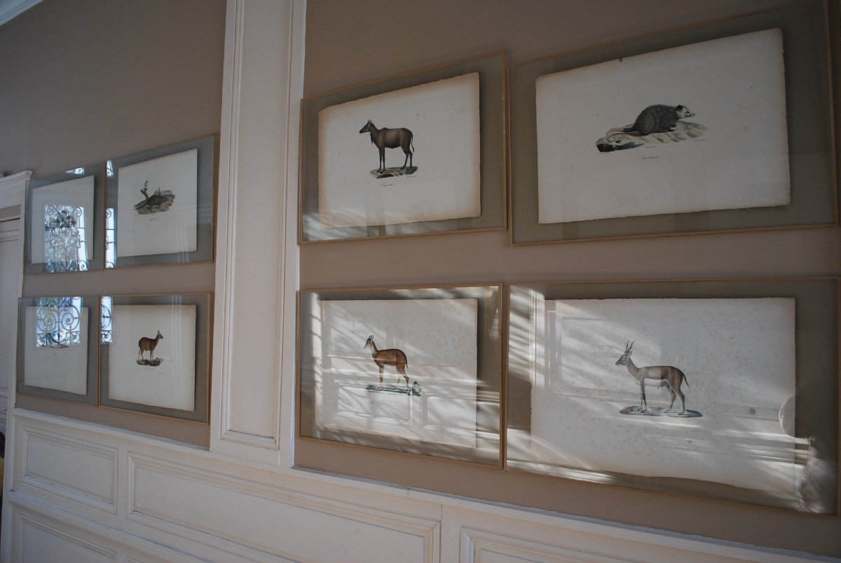 Suite Of 16 Framed Animal Engravings XIX-photo-6