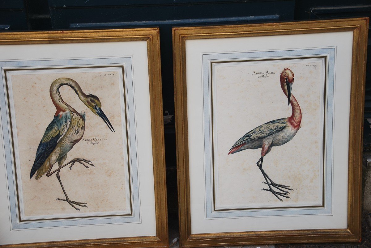 Suite Of 6 Important Engravings Of Birds From The XVIII-photo-2