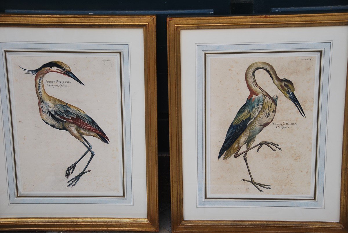 Suite Of 6 Important Engravings Of Birds From The XVIII-photo-3