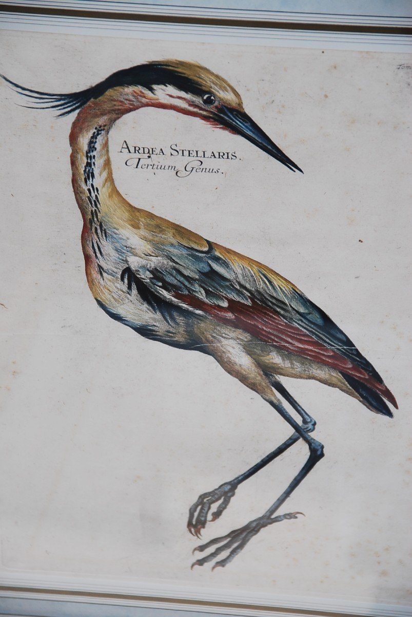 Suite Of 6 Important Engravings Of Birds From The XVIII-photo-4