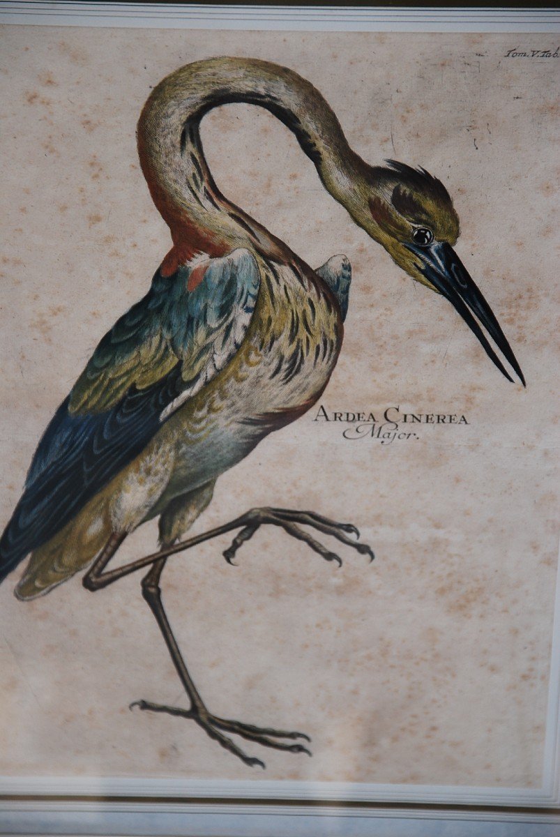 Suite Of 6 Important Engravings Of Birds From The XVIII-photo-1