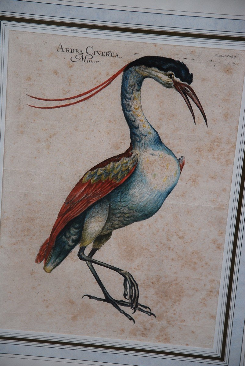 Suite Of 6 Important Engravings Of Birds From The XVIII-photo-3