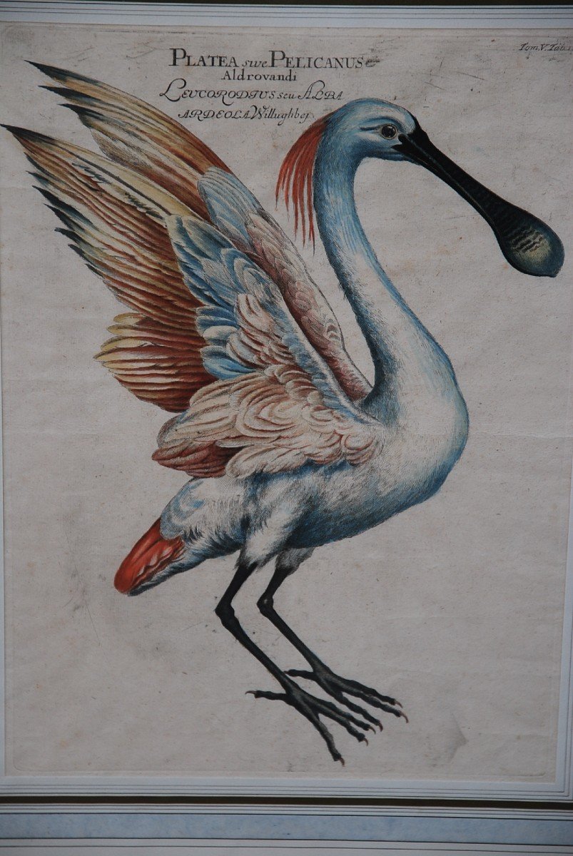 Suite Of 6 Important Engravings Of Birds From The XVIII-photo-4