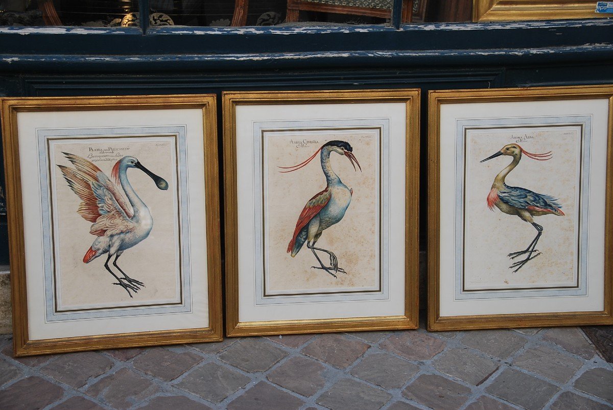 Suite Of 6 Important Engravings Of Birds From The XVIII-photo-6