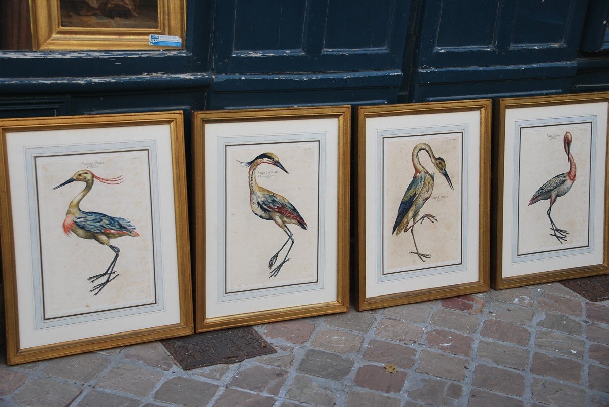 Suite Of 6 Important Engravings Of Birds From The XVIII-photo-7