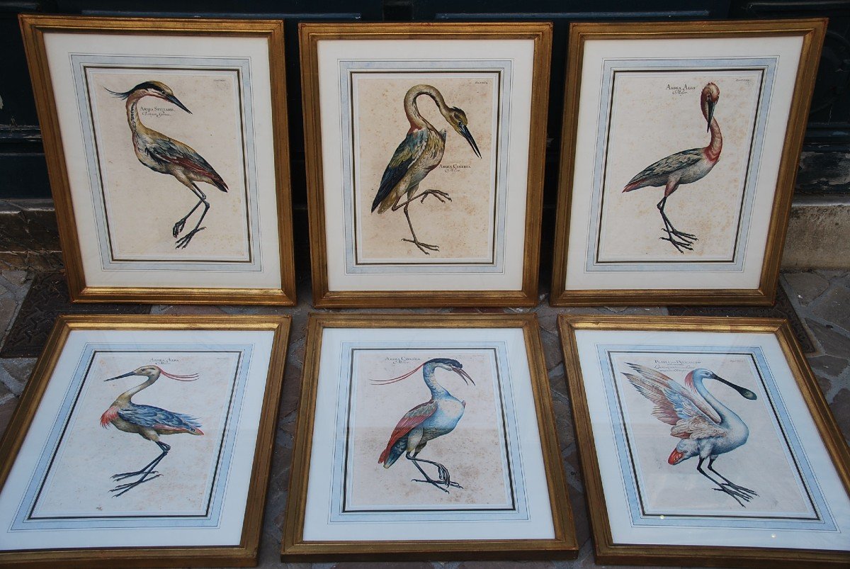 Suite Of 6 Important Engravings Of Birds From The XVIII