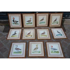 Suite Of 11 Engravings Of Martinet Birds For Buffon XVIII