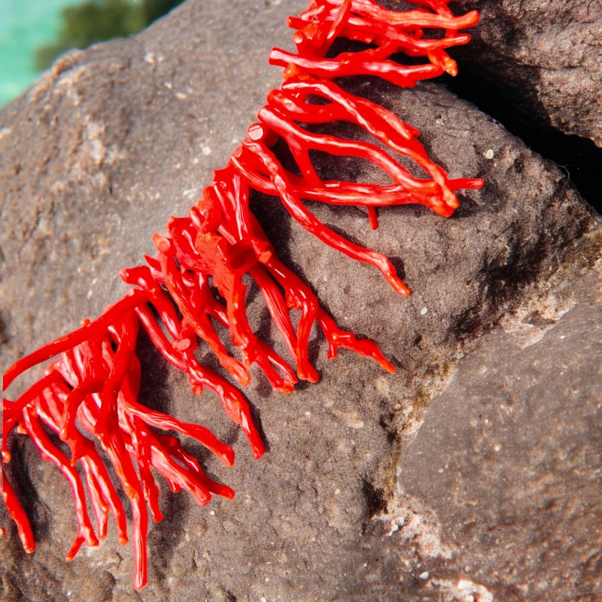 Vintage 1970's Red Branch Coral Necklace-photo-4