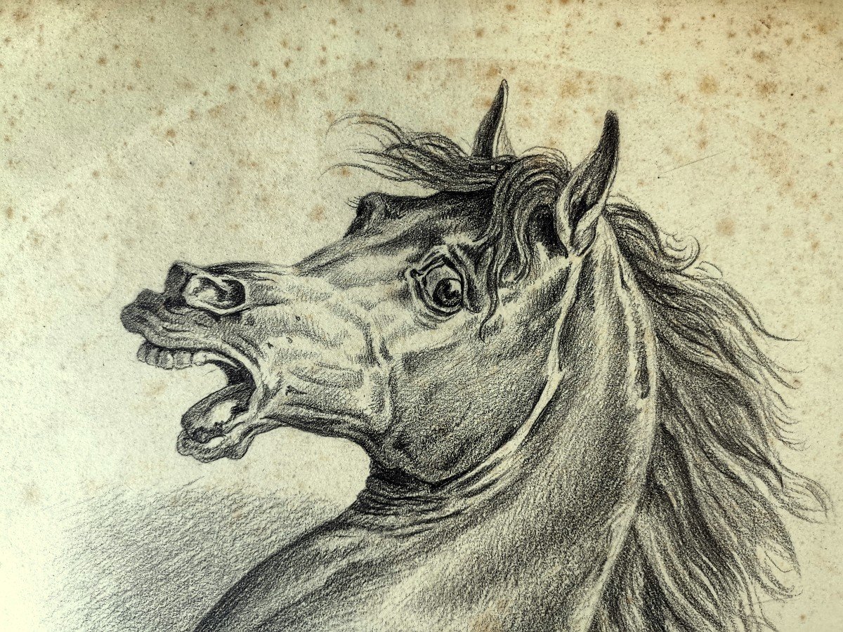 Carle Vernet (1758-1836), Charcoal Drawing, Expression Head Of An Arabian Horse