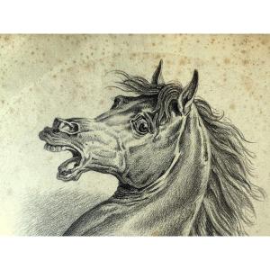 Carle Vernet (1758-1836), Charcoal Drawing, Expression Head Of An Arabian Horse