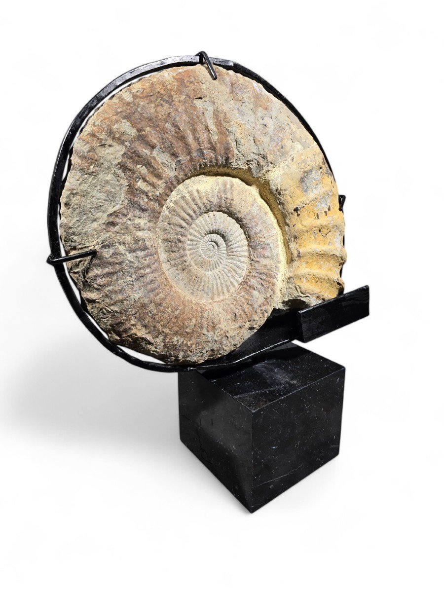 Grand Fossile d'Ammonite - Monté Sur Base En Marbre-photo-2