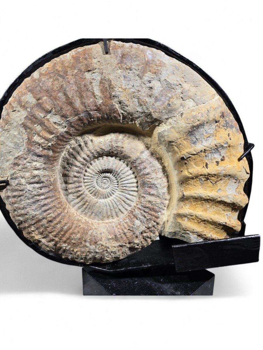 Grand Fossile d'Ammonite - Monté Sur Base En Marbre-photo-4