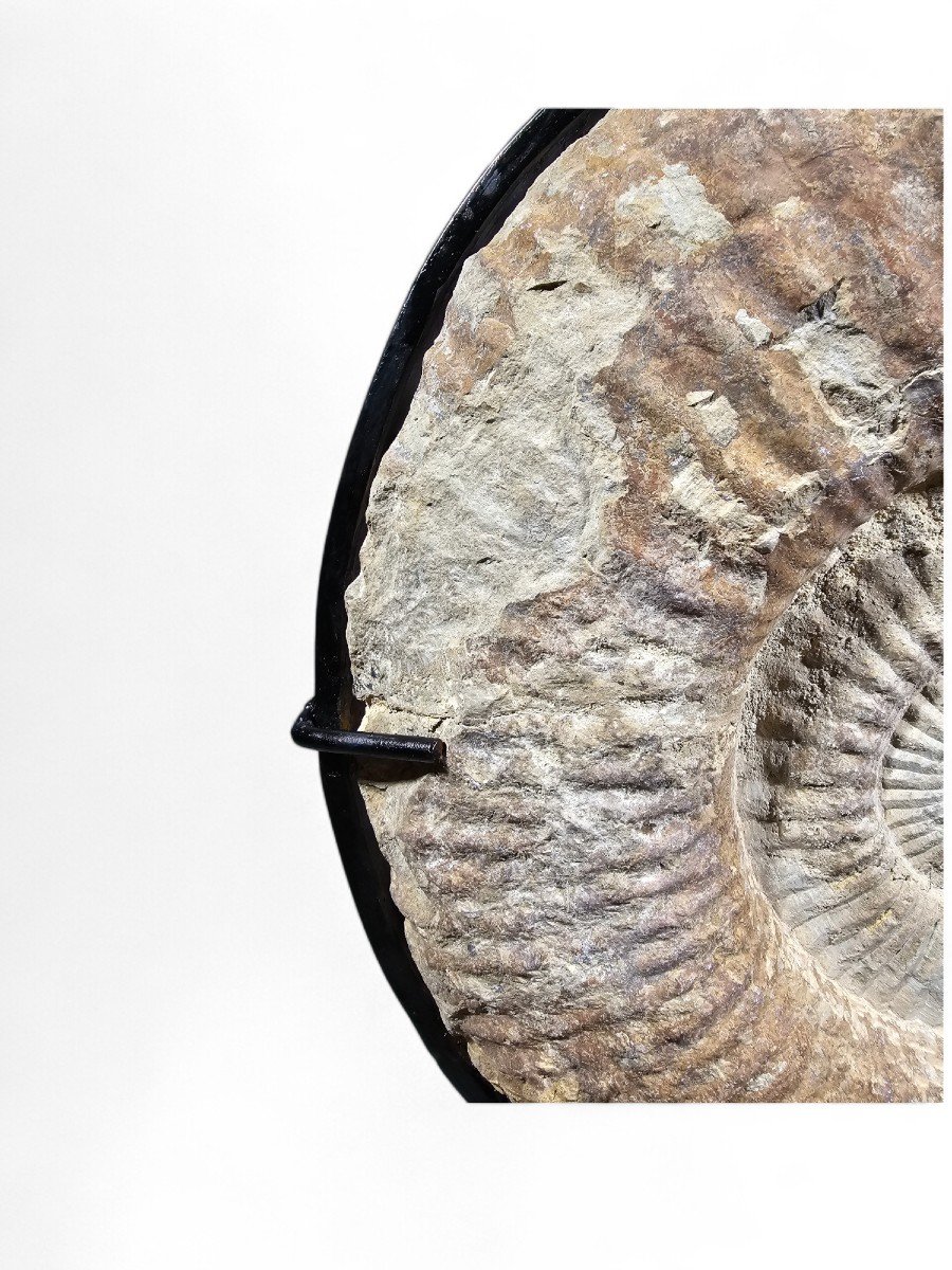 Grand Fossile d'Ammonite - Monté Sur Base En Marbre-photo-1