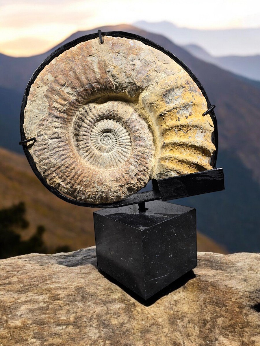 Grand Fossile d'Ammonite - Monté Sur Base En Marbre-photo-2