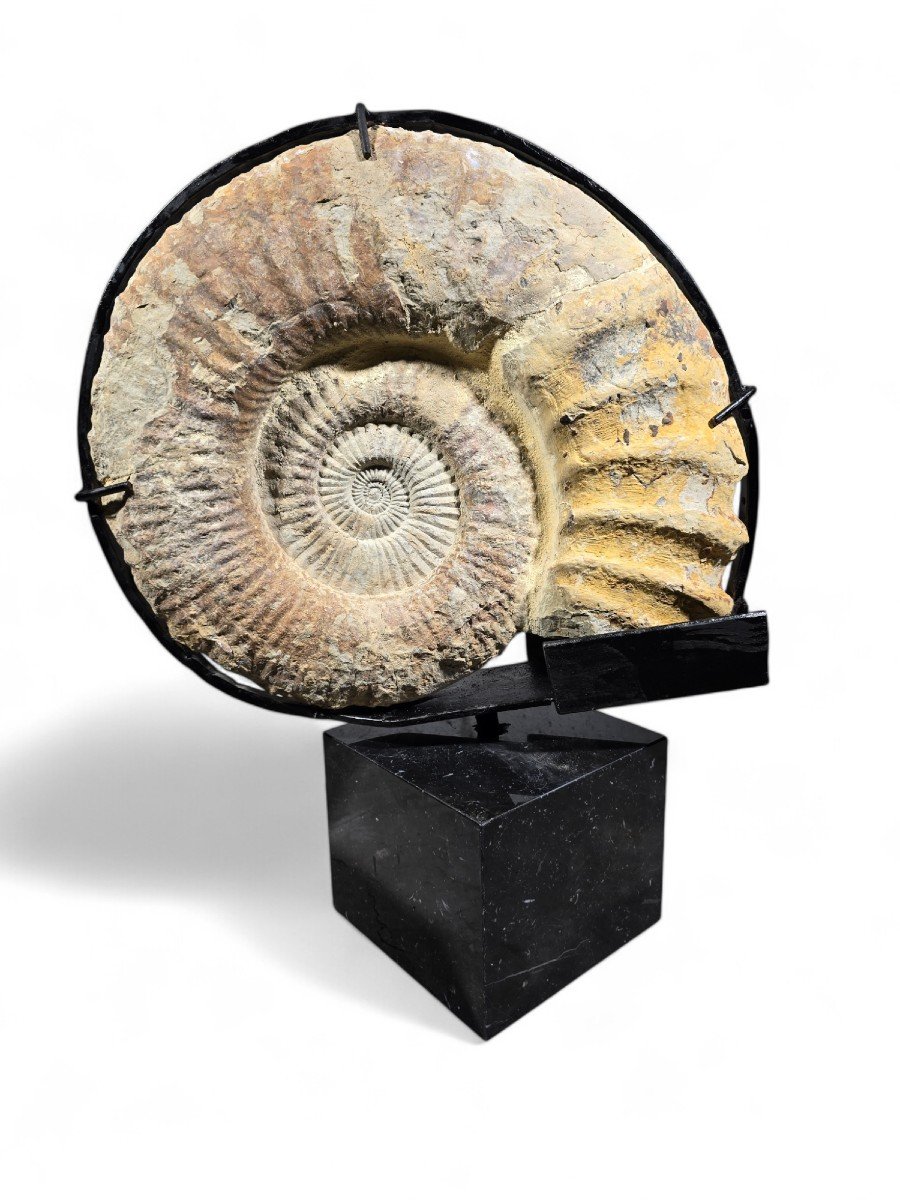 Grand Fossile d'Ammonite - Monté Sur Base En Marbre-photo-3