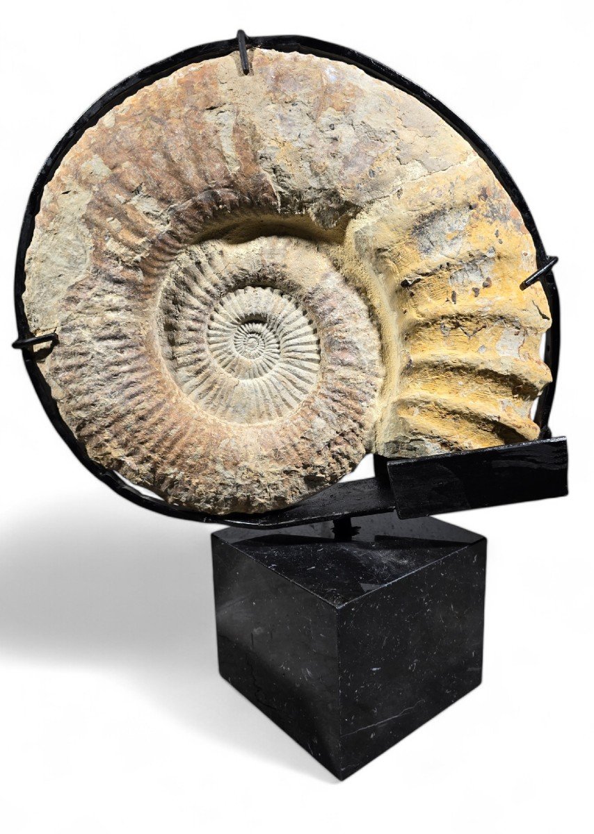 Grand Fossile d'Ammonite - Monté Sur Base En Marbre