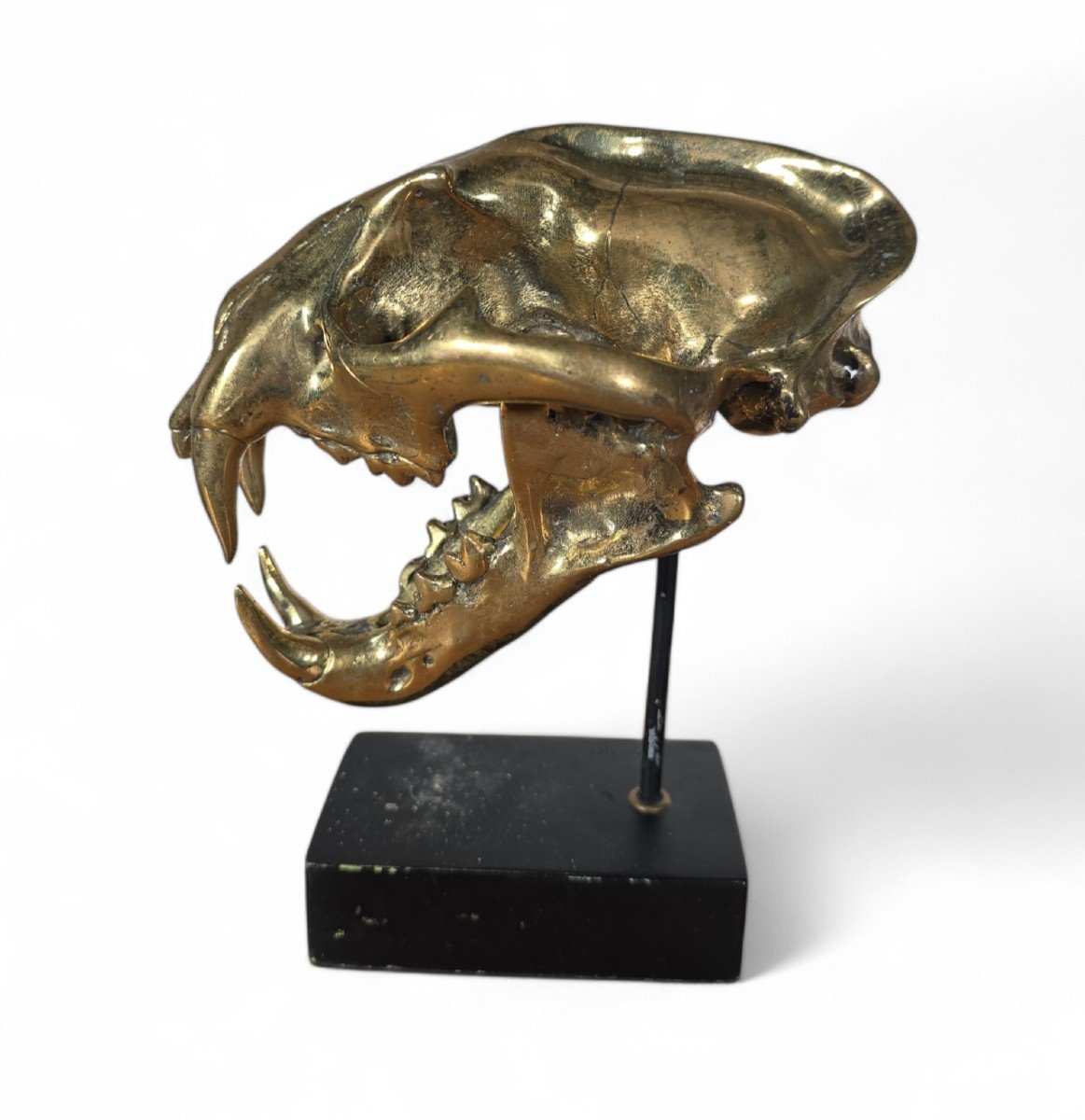 Sculpture De Crâne De Lion En Bronze