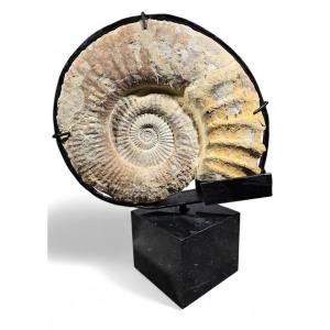 Grand Fossile d'Ammonite - Monté Sur Base En Marbre