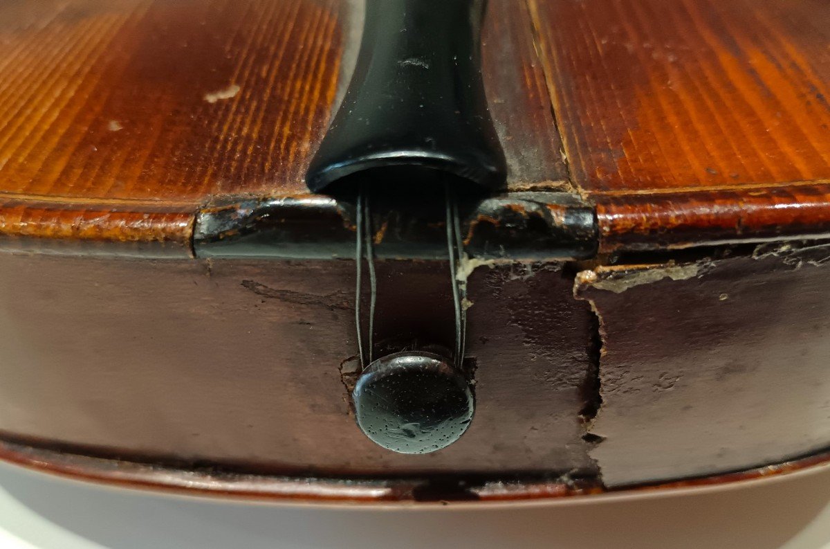 Grand Gérard's Viola -photo-4