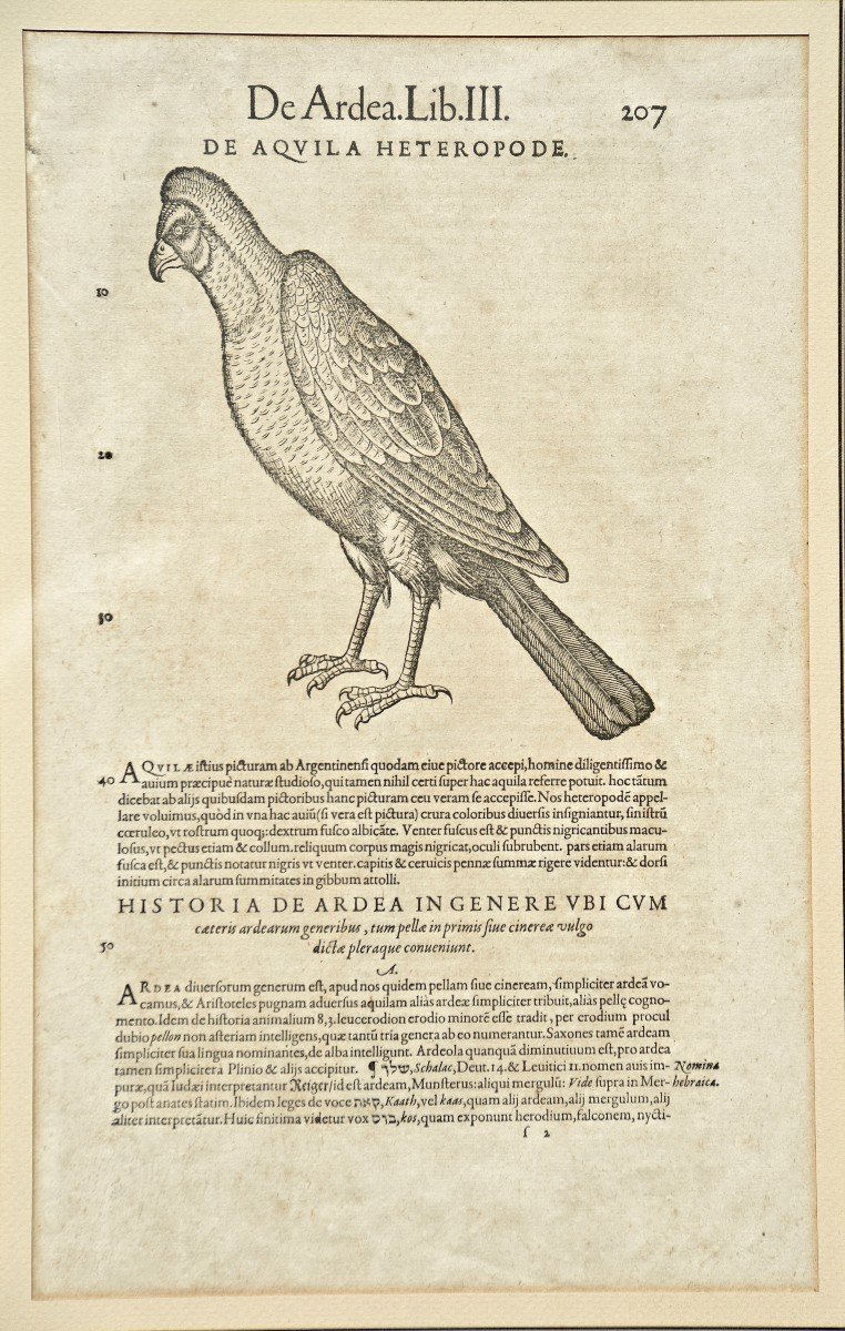 From Bibliotheca Universalis Conrad Gessner "eagle" Around 1550 Joris Hoefnagel -photo-2