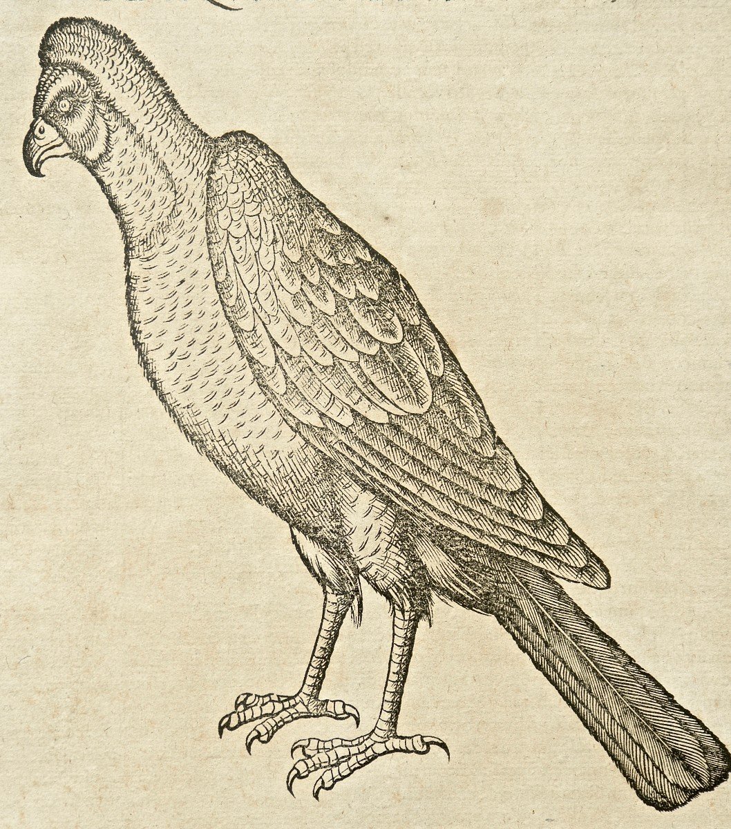 From Bibliotheca Universalis Conrad Gessner "eagle" Around 1550 Joris Hoefnagel -photo-3