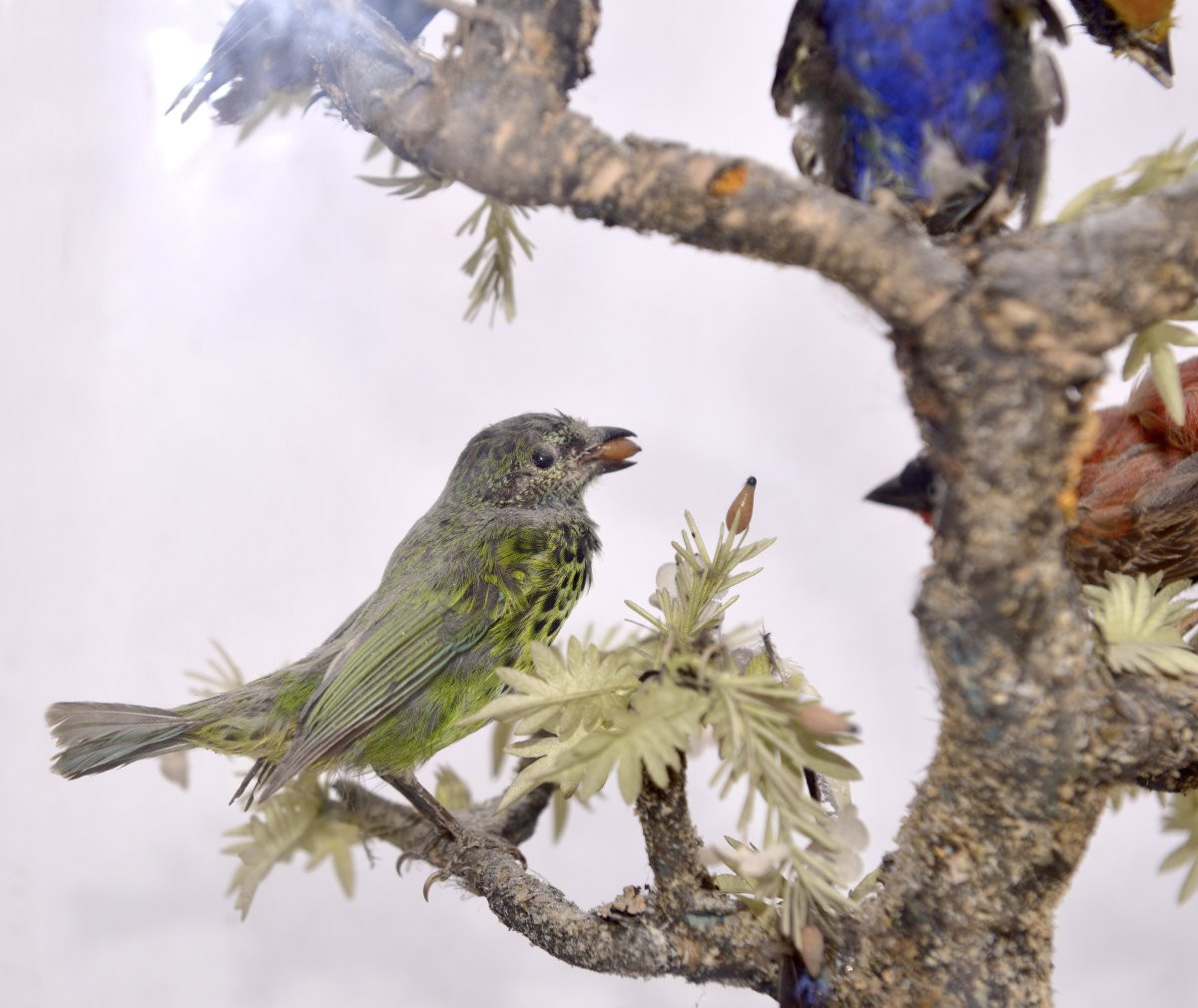 19th Century Bird Globe-photo-3