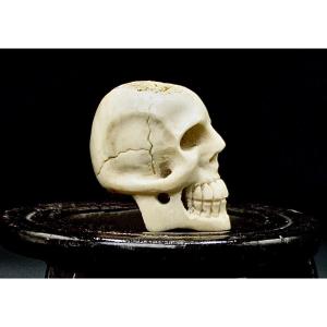 Vanitas Mémento Mori Crâne Sculpté en Os XIXème