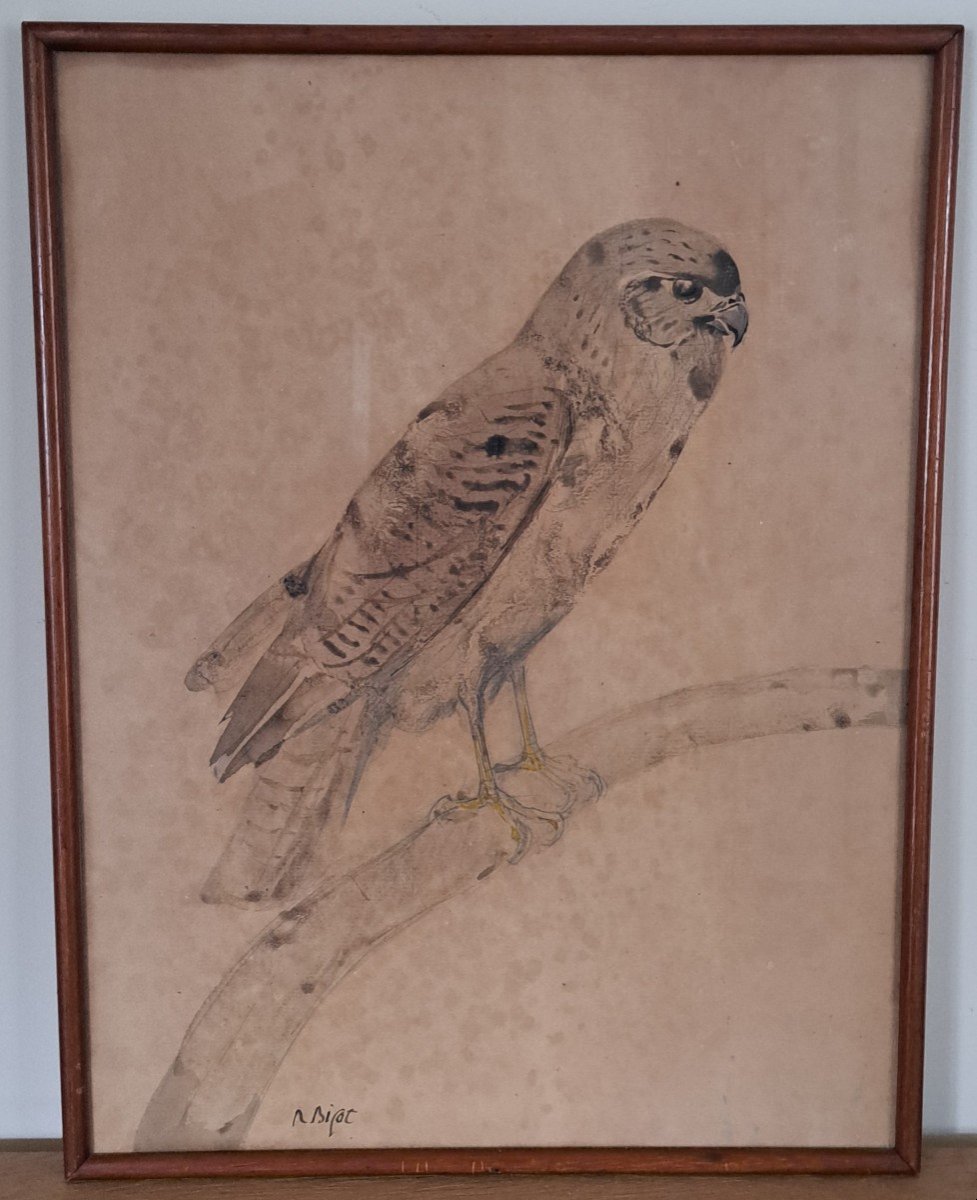 Raymond Bigot, Raptor, Falcon, Watercolor, Early 20th Century.-photo-2