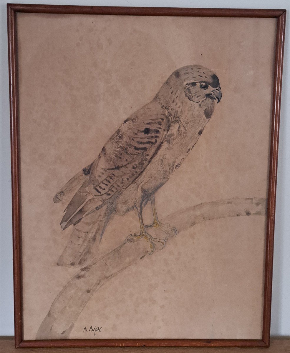 Raymond Bigot, Raptor, Falcon, Watercolor, Early 20th Century.-photo-3