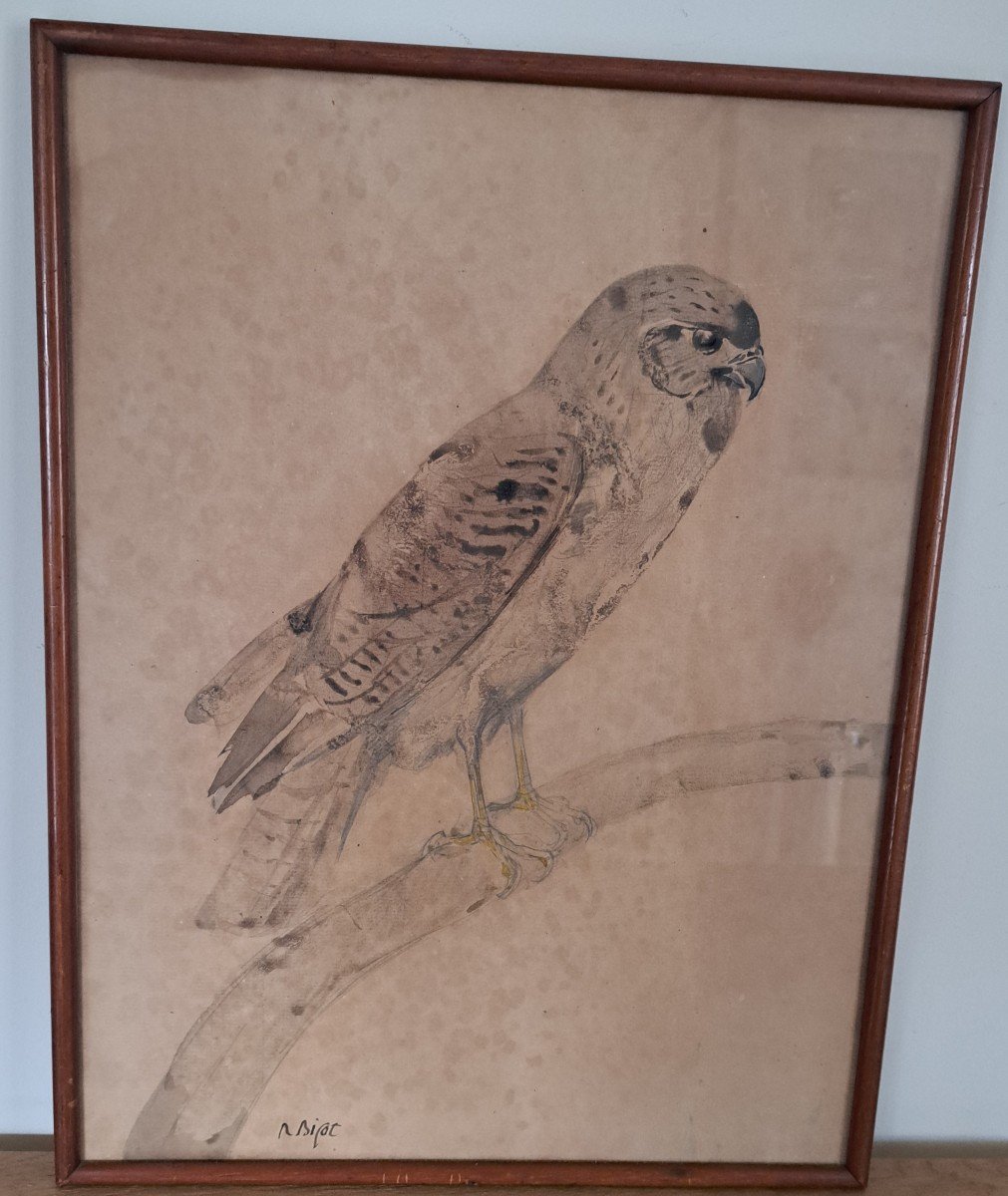 Raymond Bigot, Raptor, Falcon, Watercolor, Early 20th Century.-photo-4