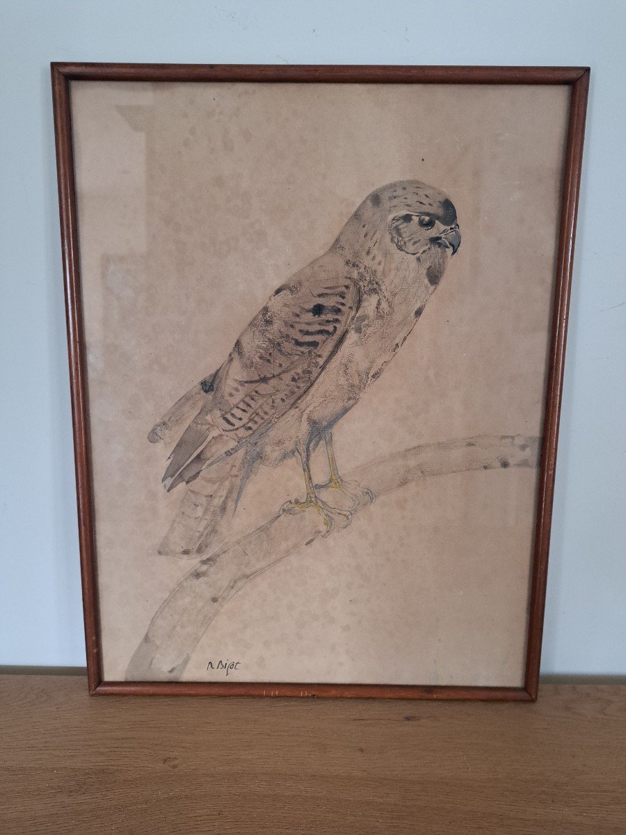 Raymond Bigot, Raptor, Falcon, Watercolor, Early 20th Century.-photo-1