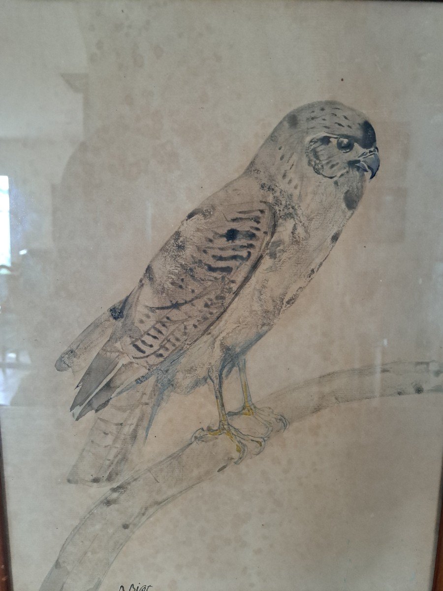 Raymond Bigot, Raptor, Falcon, Watercolor, Early 20th Century.-photo-2