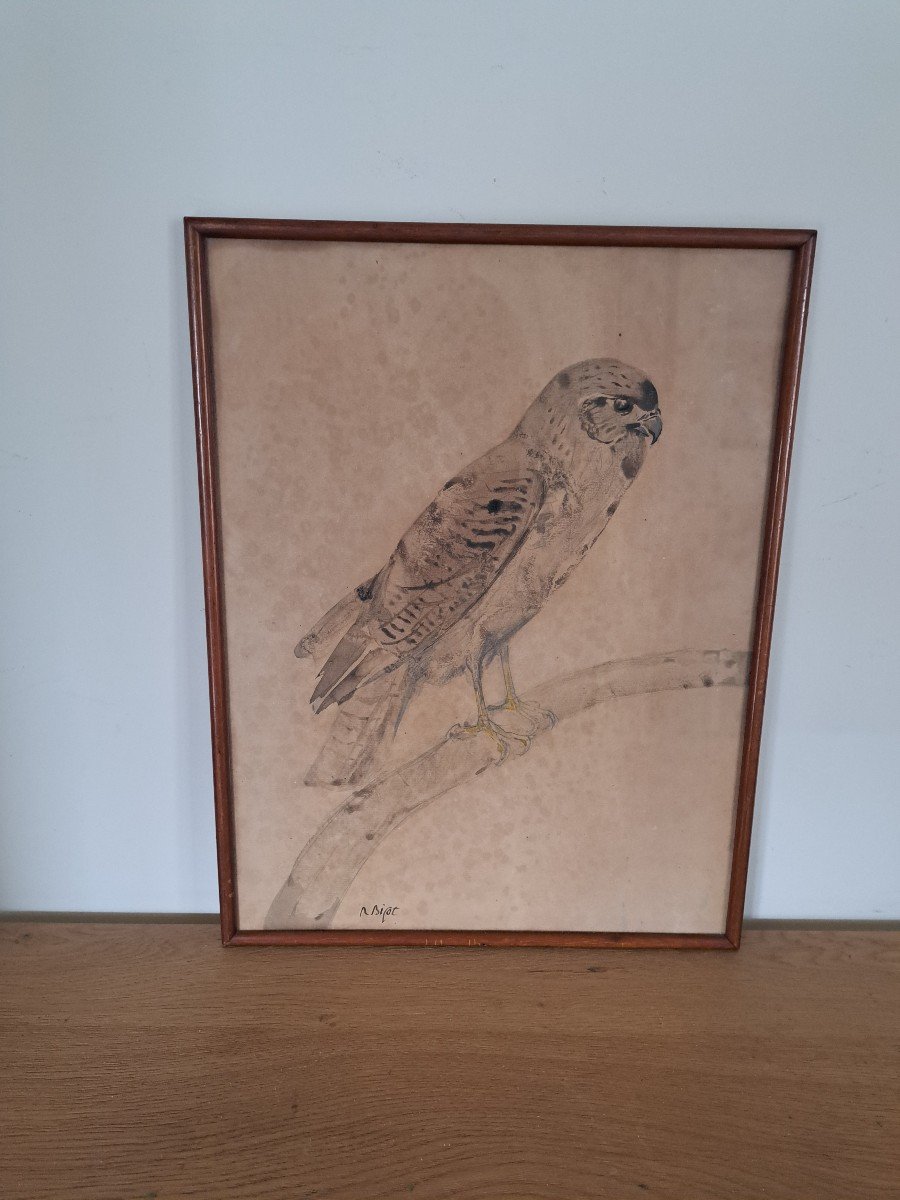 Raymond Bigot, Raptor, Falcon, Watercolor, Early 20th Century.-photo-4