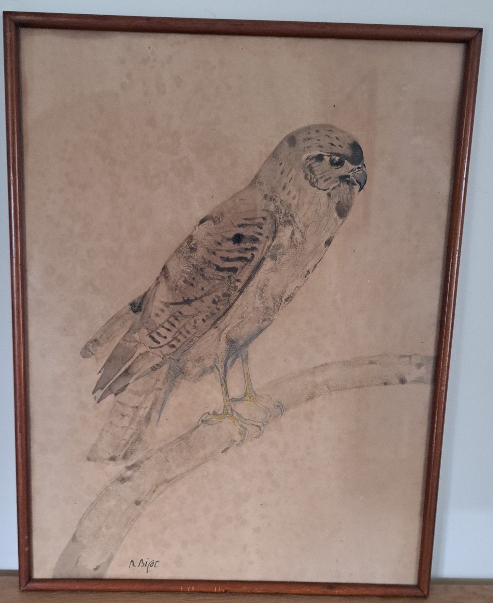 Raymond Bigot, Raptor, Falcon, Watercolor, Early 20th Century.-photo-5