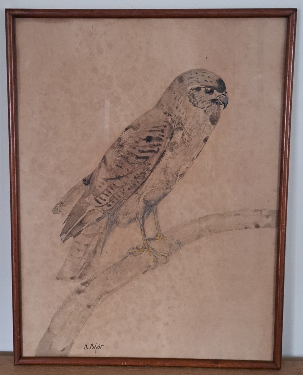 Raymond Bigot, Raptor, Falcon, Watercolor, Early 20th Century.