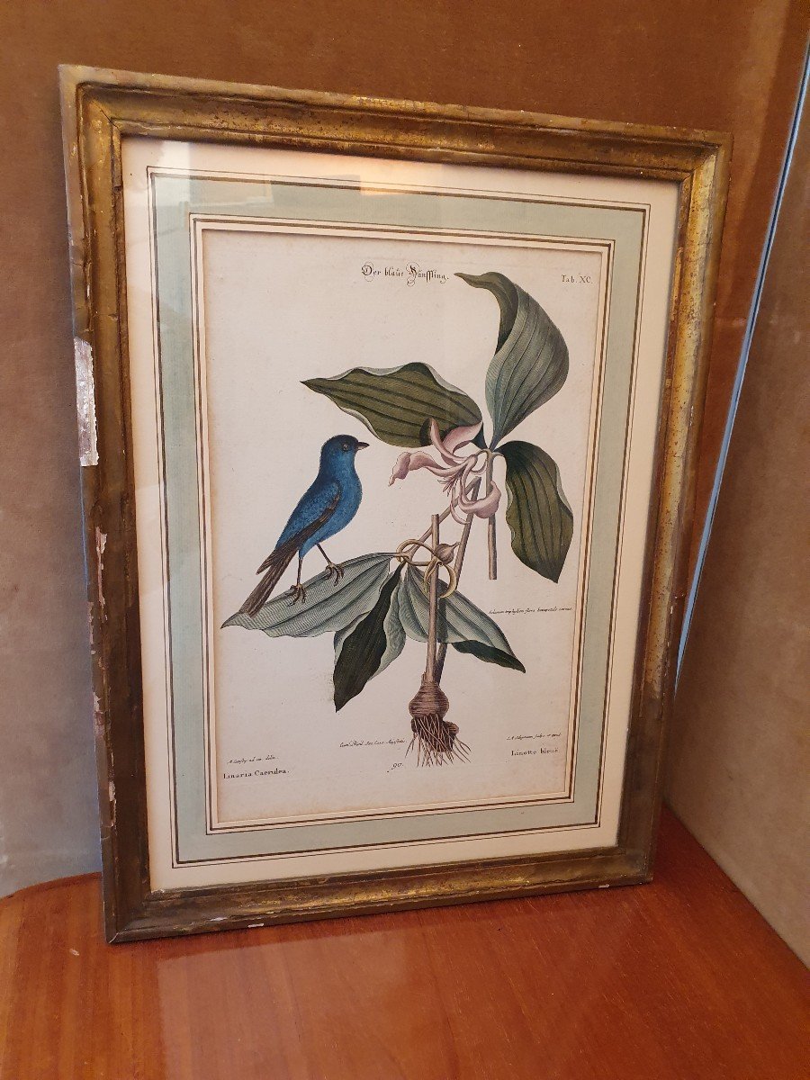 Paire De Gravures , Oiseaux , JM Seligmann , Papier , XVIII°. -photo-3