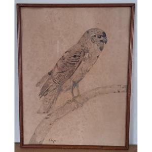 Raymond Bigot, Raptor, Falcon, Watercolor, Early 20th Century.