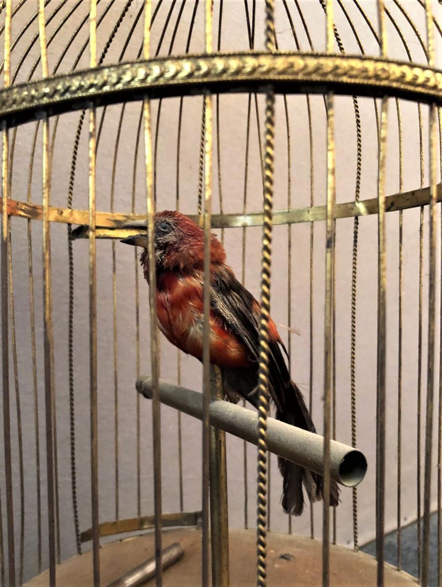 Grande Cage à Oiseau Chanteur attribué à la maison Bontems-photo-3