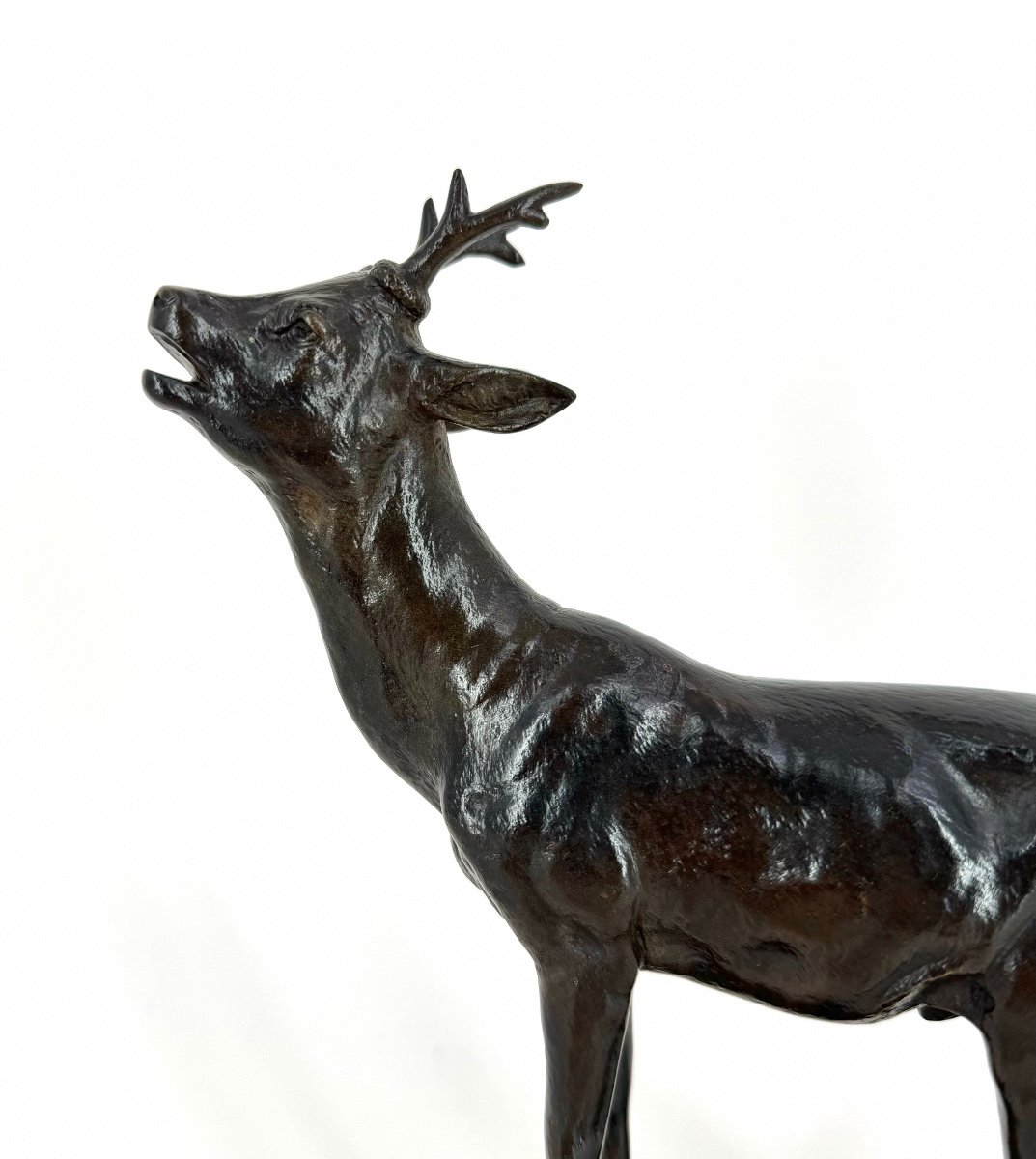 Barking Roebuck - Bronze By Clovis Edmond Masson (1838 - 1913)-photo-3