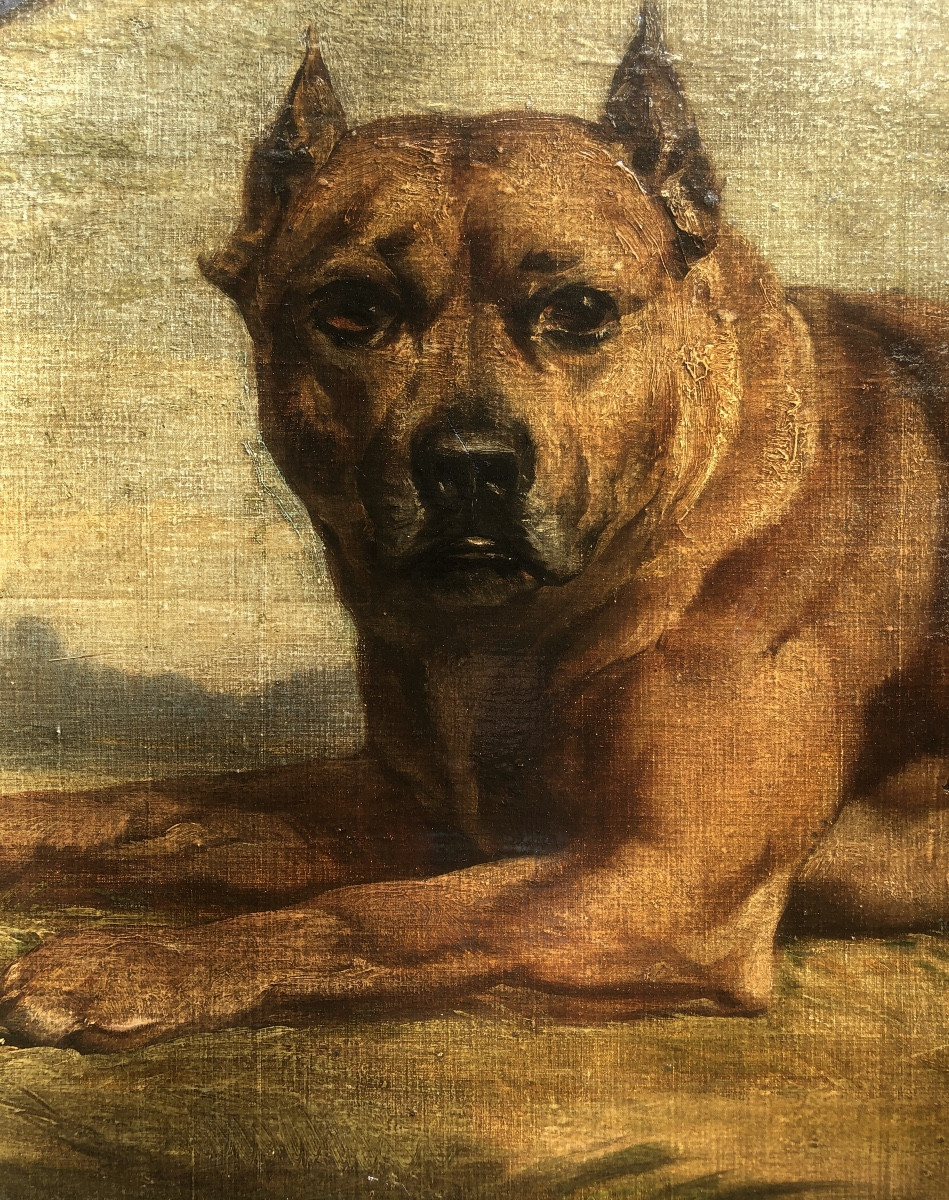 Ecole Française Fin XIX Ou Début XX Siècle, Chien Boxer Allongé , Huile Sur Bois-photo-2