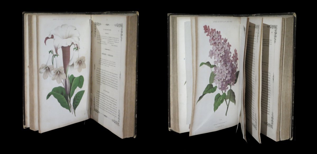 [horticultural Botany] Magnat (casimir) - Treatise On The Language Of Flowers. 31 Pl. 1855.-photo-3